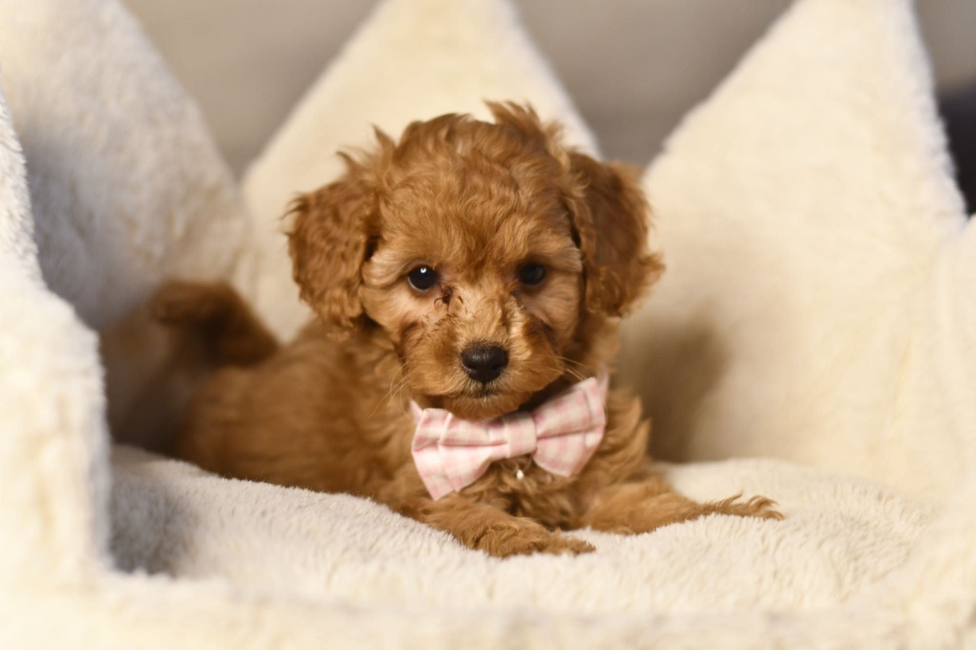 Cavapoo F1 RED wyjątkowa dziewczynka ZAREZERWOWANA