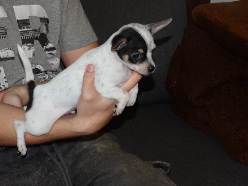 Chihuahua piesek