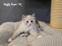 Kotka Ragdoll Heaven