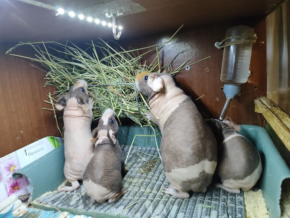 Малюкі скінні хлопчики дівчатка