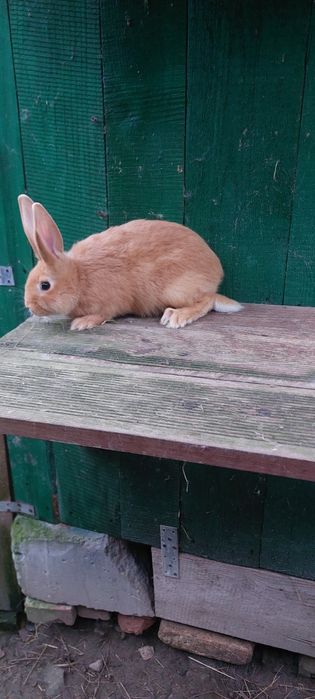 Sprzedam młode króliki burgundzkie