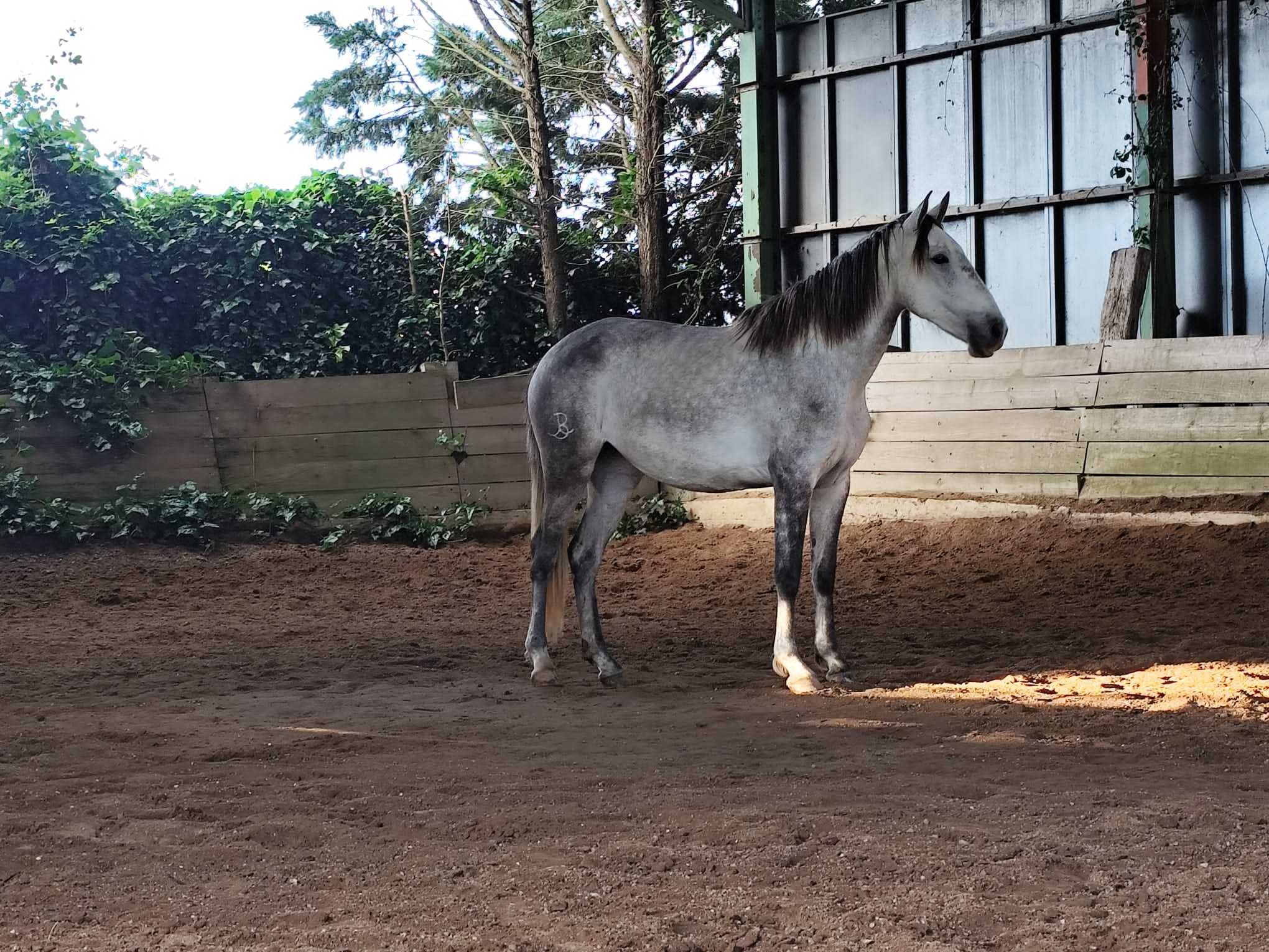 Poldra lusitana 3 anos
