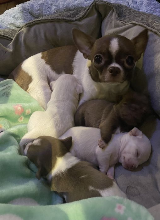 Бронь Дети Чихуахуа