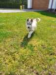 Szczeniak Siberian Husky