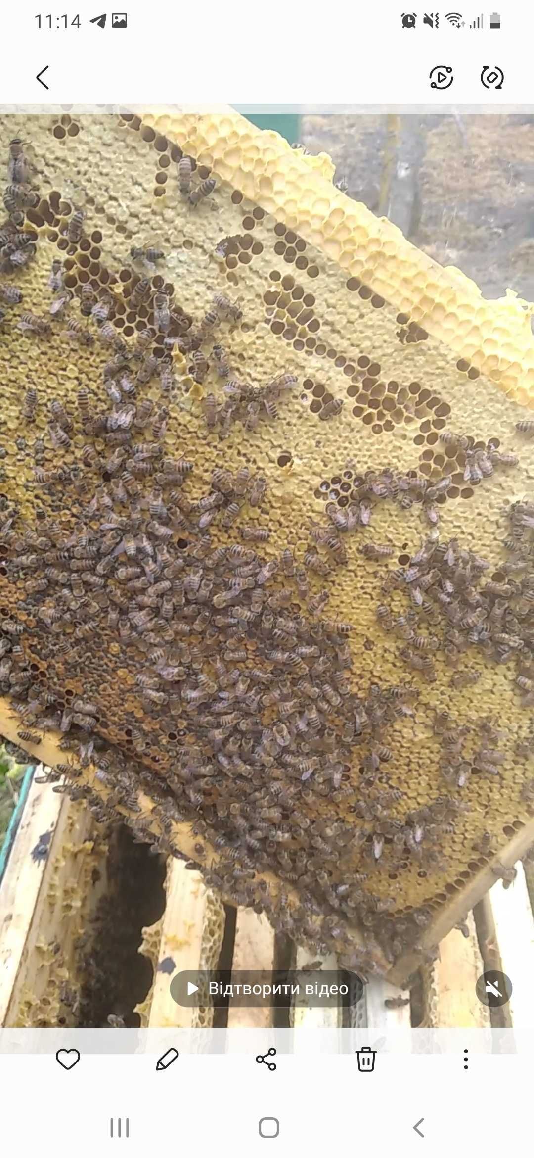 Продам бджолопакети породи Бакфаст