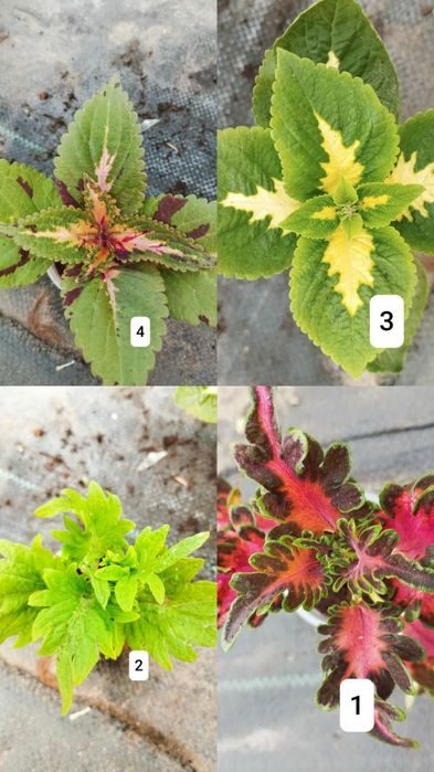 Продам колеуси різних сортів