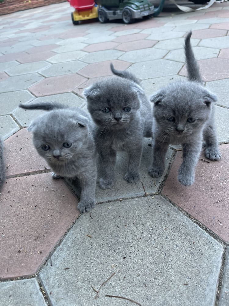 Шотландские вислоухие котята