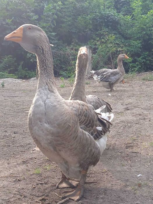 Гуси породы серая украинская четыре штуки