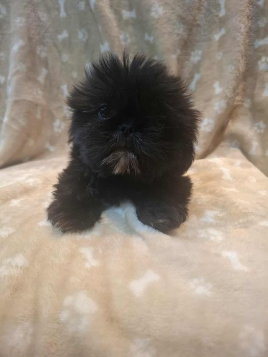 Shih tzu - piesek