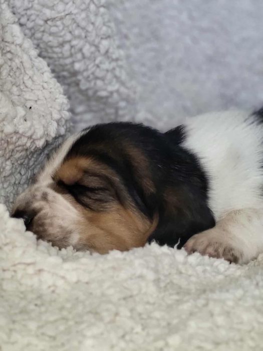 Szczeniak Basset hound