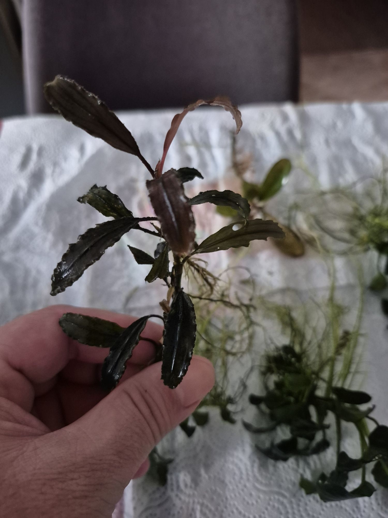 Rośliny bucephalandra i anubiasy