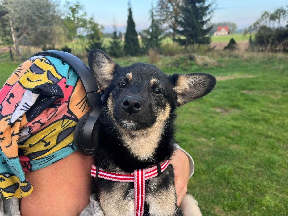 Cudny szczeniak czarny podpalany - do adopcji