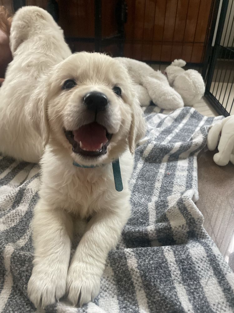Golden Retriever- cudowna sunia!