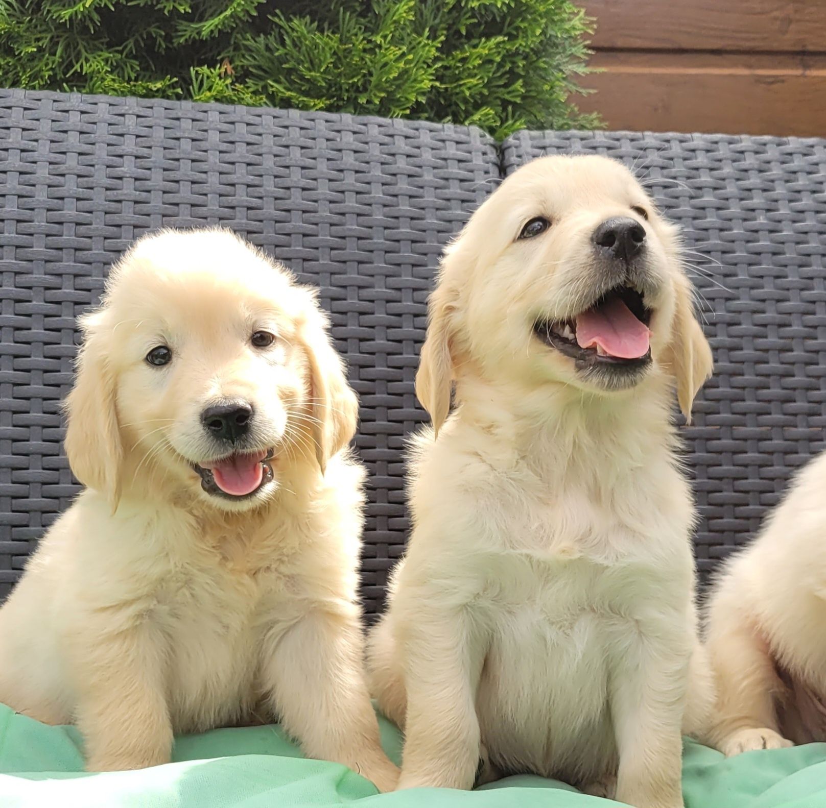 Golden Retriever Kremowo Złoty