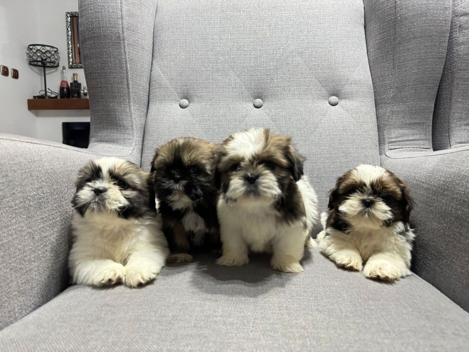 Suczka SHIH TZU o