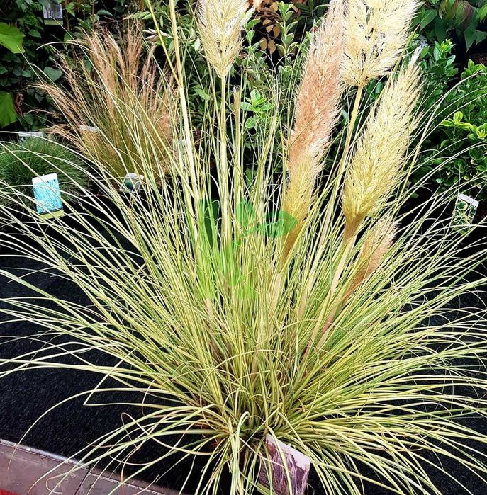 Trawa pampasowa "Gold Mini Pampas", złoto-zielone liście, nowość!
