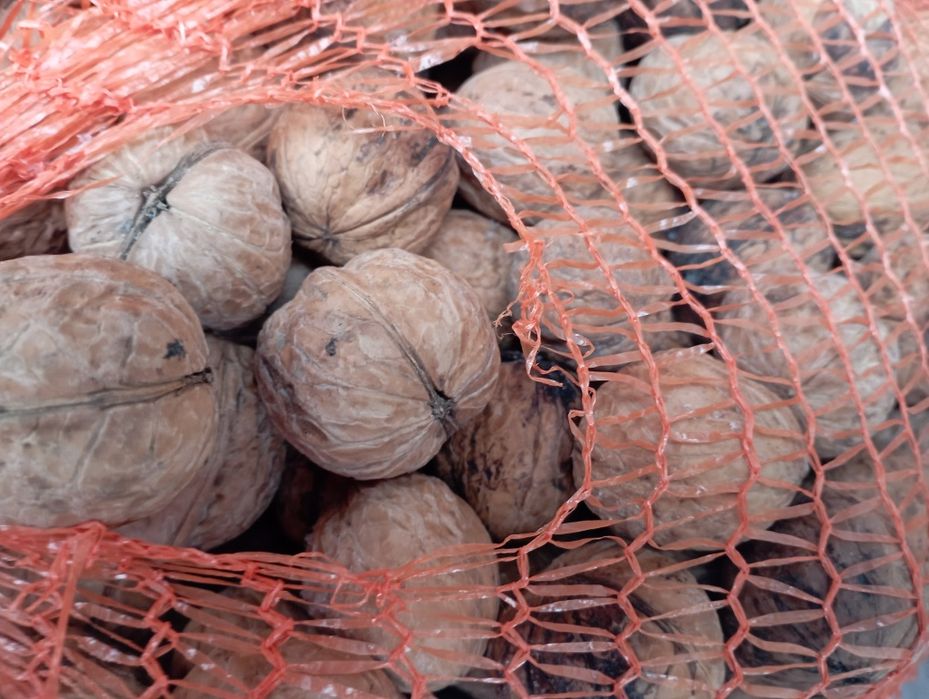 Sprzedam orzechy włoskie posiadam 2 tony