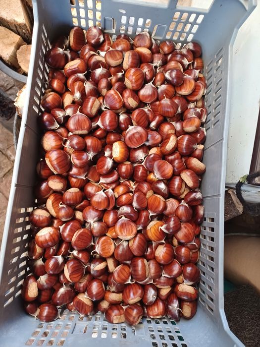 Castanhas biológicas