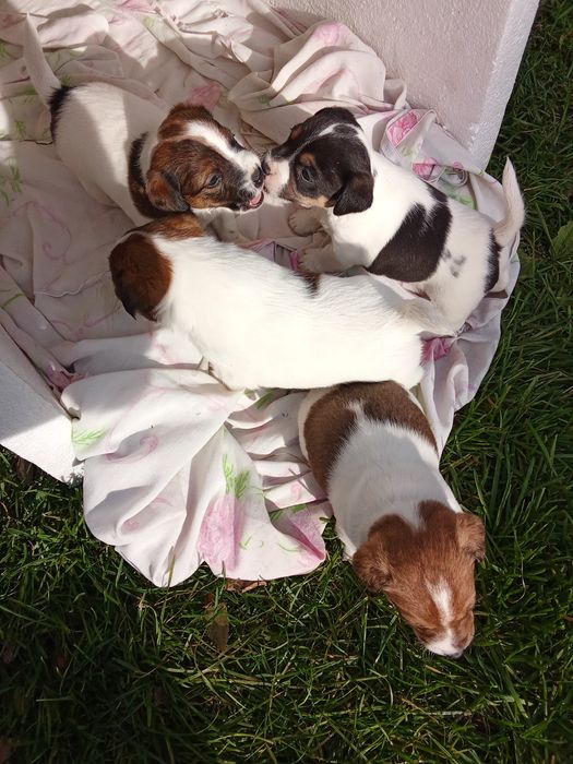 Джек Рассел тер'єр