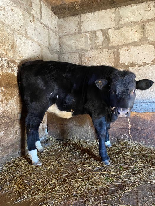 Продається молода теличка