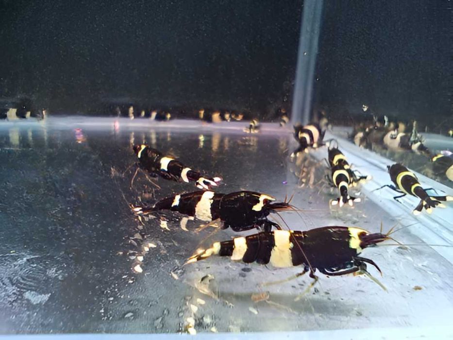 Krewetki Caridina - King Kong Panda