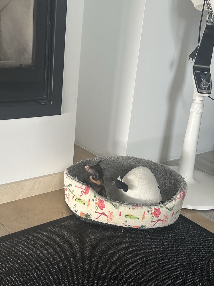 Pinscher miniatura