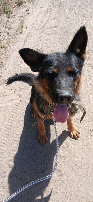 Шукає родину вівчарка