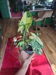 Syngonium aurea yellow variegata