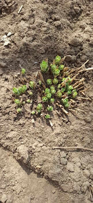 Очиток або заяча капуста