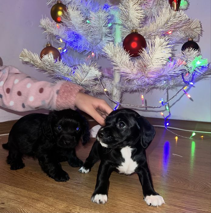 Віддаємо собачок