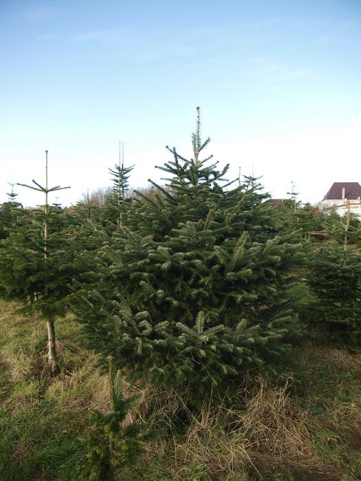 Choinki Choinka Świerk Srebrny Jodła Kaukaska  Drzewko Świąteczne