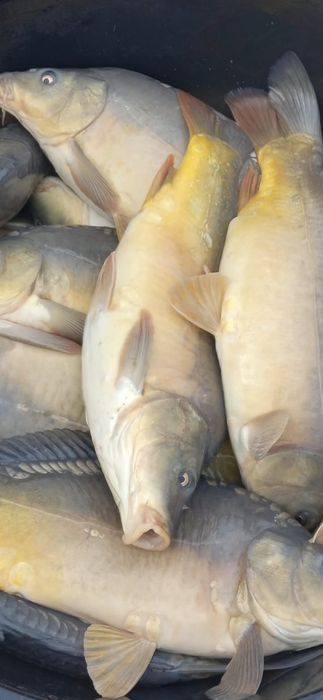 Karp, Amur, Kroczek zapisy na jesienne zarybienia