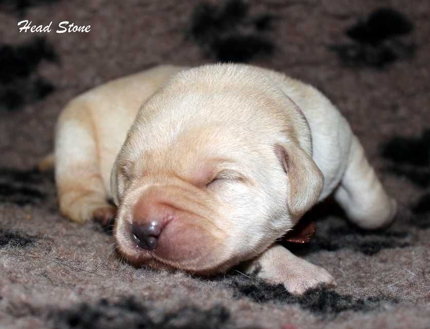 Лабрадор ретривер Щенки питомника