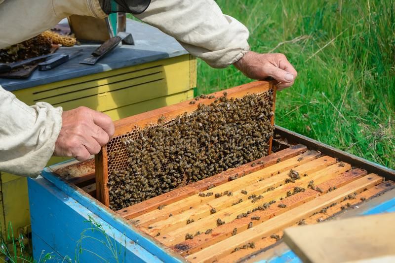 Продам бджолопакети карпатської бджоли