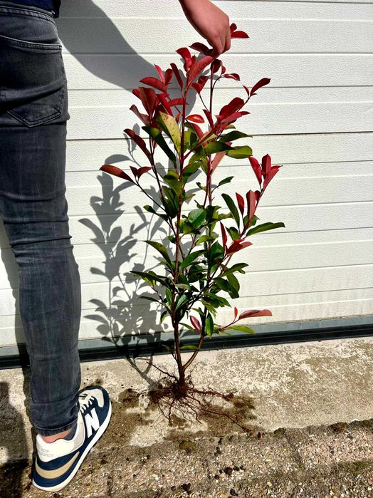 Photinia fraseri Red Robin, Głogownik Frasera, 30-50cm, goły korzeń