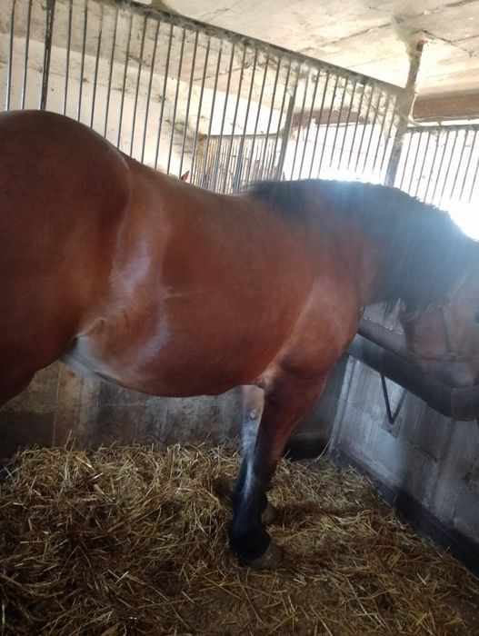 Sprzedam lub zamienię klacz