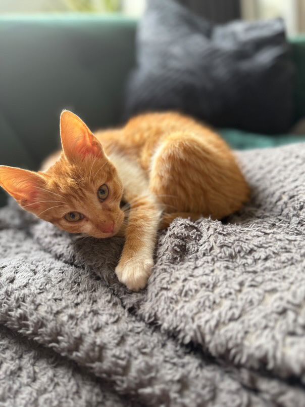 Kotek do adopcji!