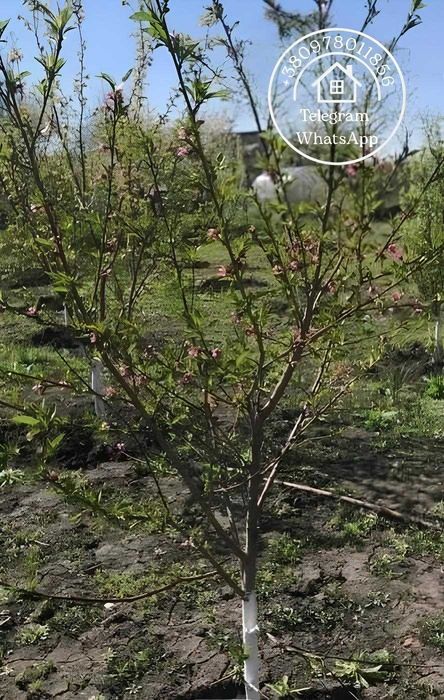 ТЕРМІНОВО ВІД ВЛАСНИКА! Продаж будинку з ділянкою на 25 соток