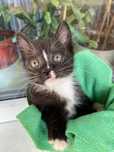 Кошеня безкоштовно котенок бесплатно
