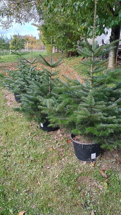 Choinki świąteczne -  jodła kaukaska