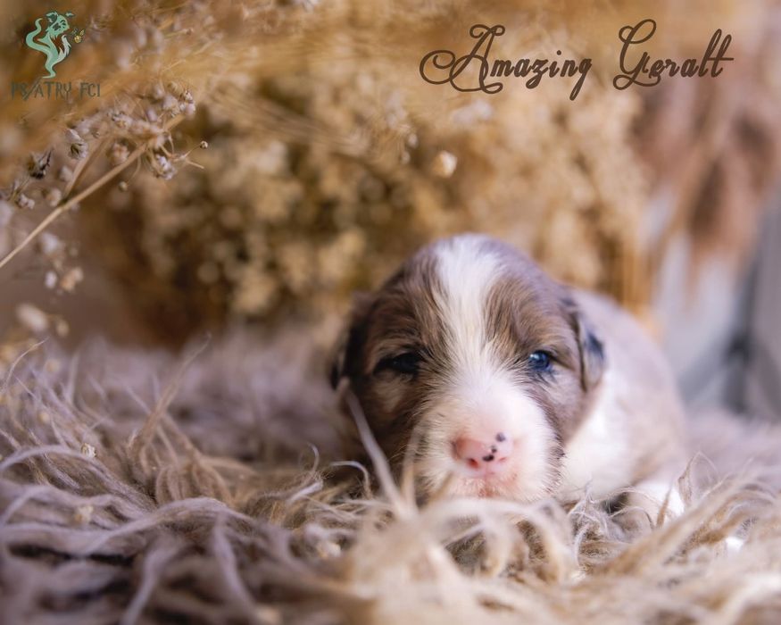 Psiatry FCI Border Collie blue merle chłopiec