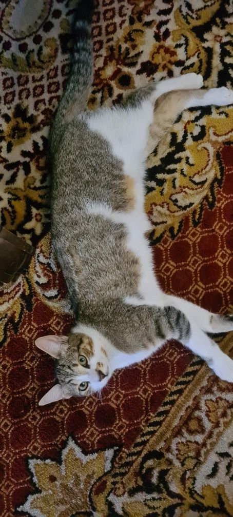 Gatinhos para adoção responsável
