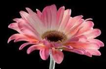 Cebula gerbera kwiat ogrod