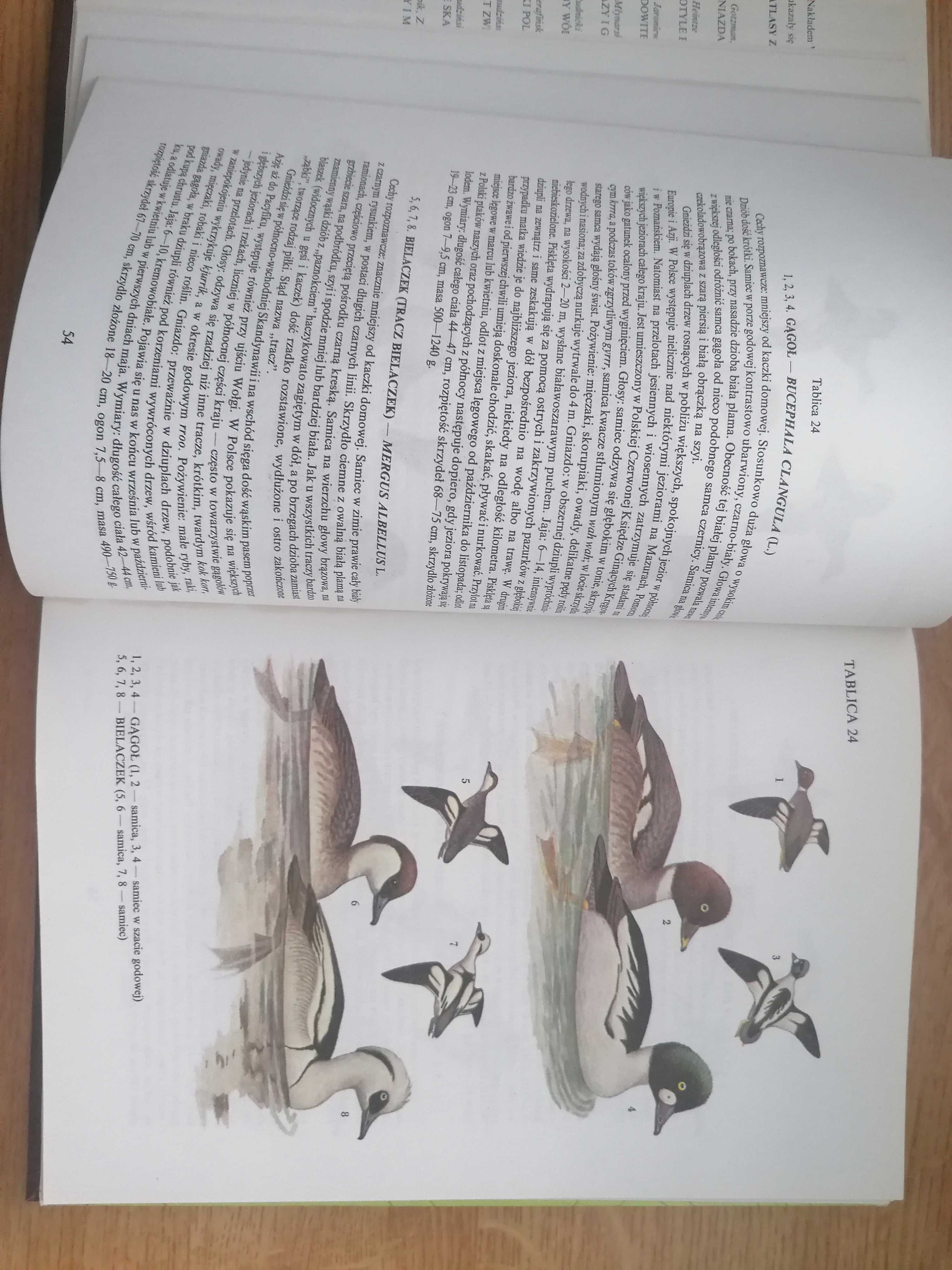 Atlas Ptaki Polski -Jan.Sokołowski.