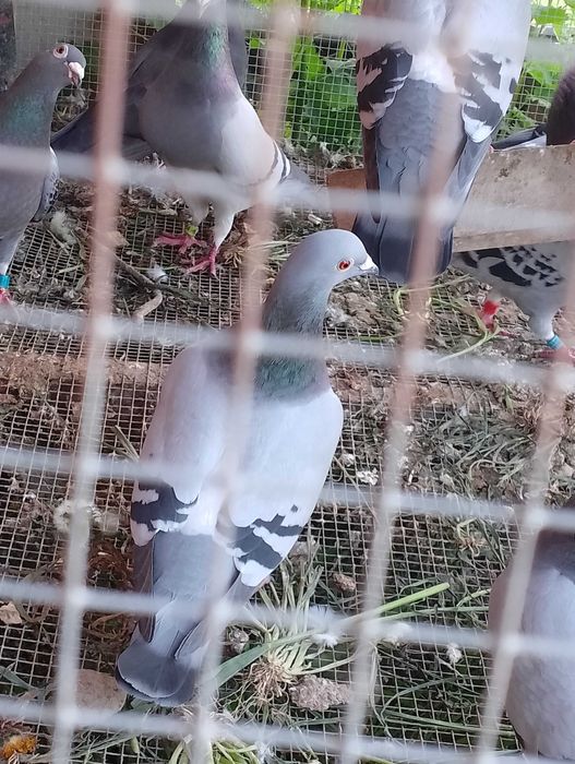 Samice pocztowe z rodowodem