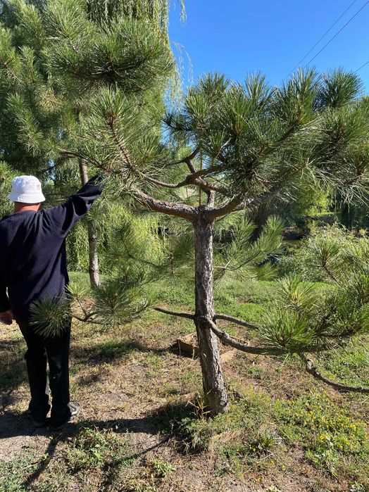 Сосна с комом дизайнерская (бансаи, ниваки)