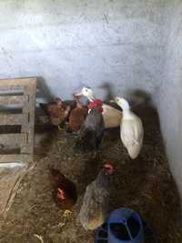 4 galinha, 1 galo, 2 patos e 2 coelhos