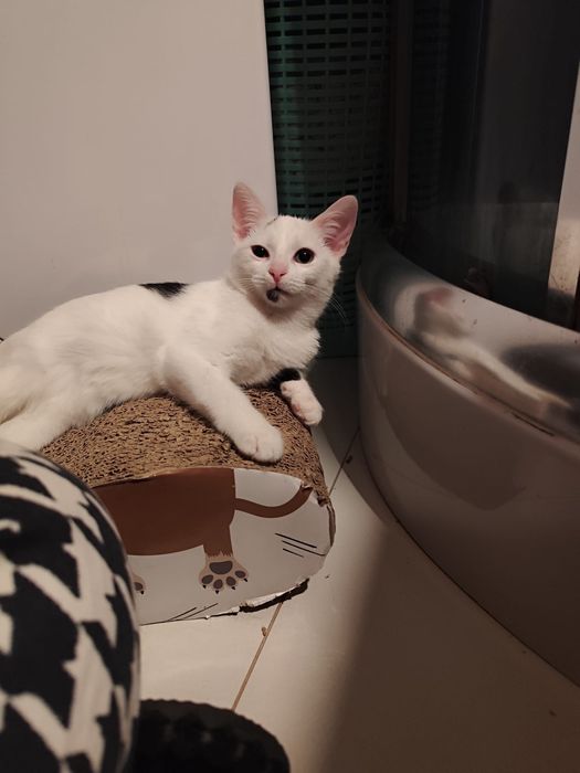 Kotki znalezione w środku lasu!