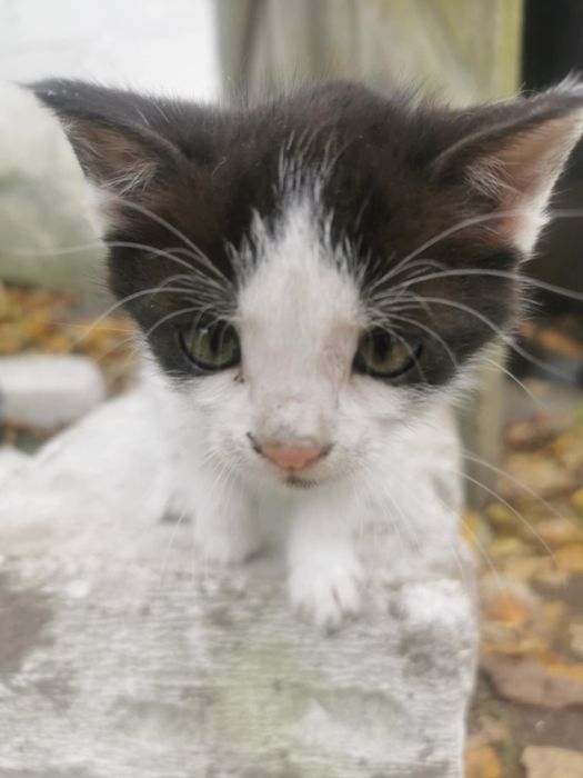 3 miesięczne kociaki