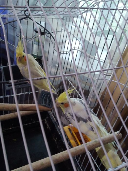 Продам маленьку таку радість